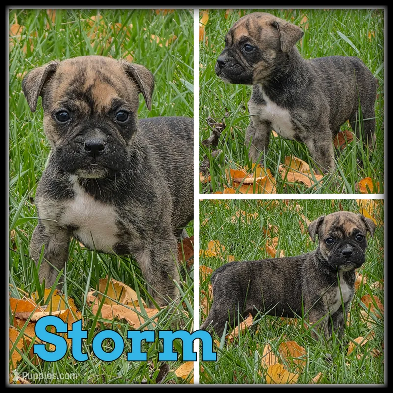 Storm – Olde English Bulldogge puppy for sale in Breckenridge, MI