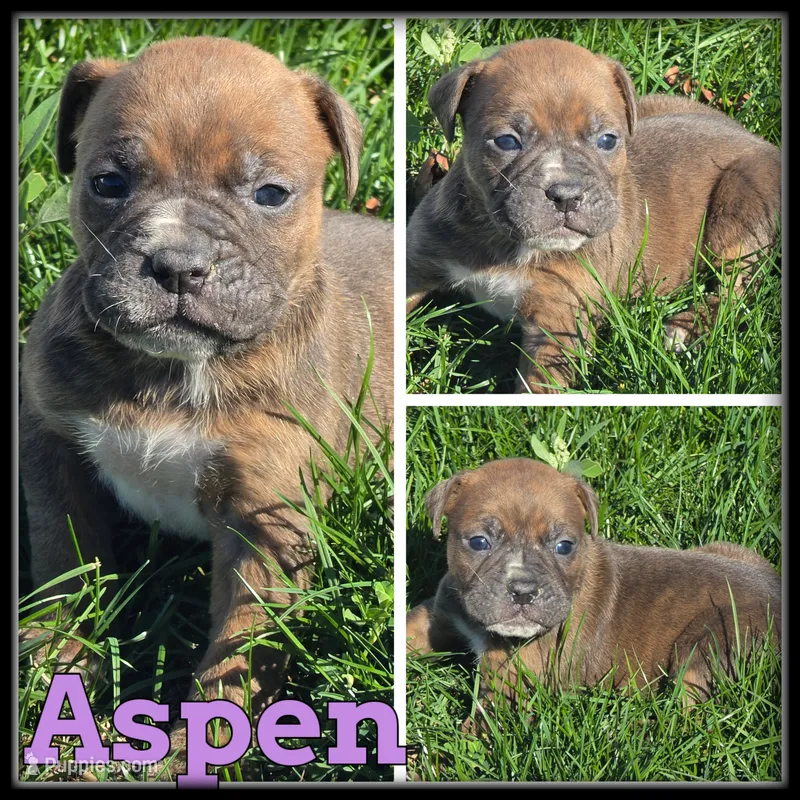 Aspen – Olde English Bulldogge puppy for sale in Breckenridge, MI