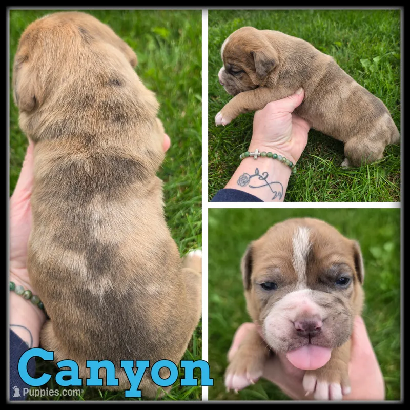 Canyon – Olde English Bulldogge puppy for sale in Breckenridge, MI