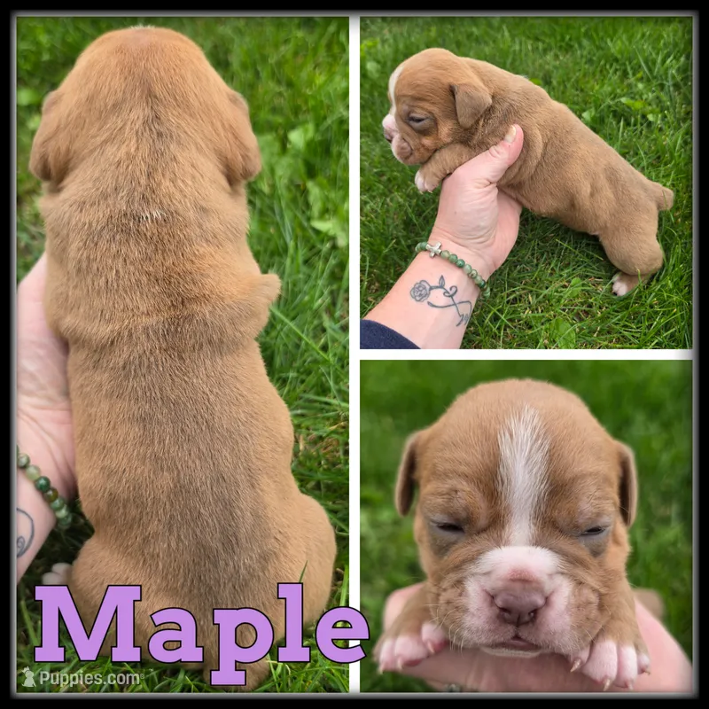 Maple – Olde English Bulldogge puppy for sale in Breckenridge, MI