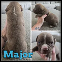Major, a male Olde English Bulldogge for sale in Breckenridge, MI – 4 of 7