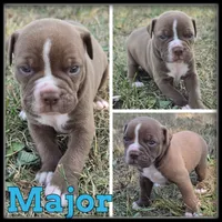 Major, a male Olde English Bulldogge for sale in Breckenridge, MI – 7 of 7