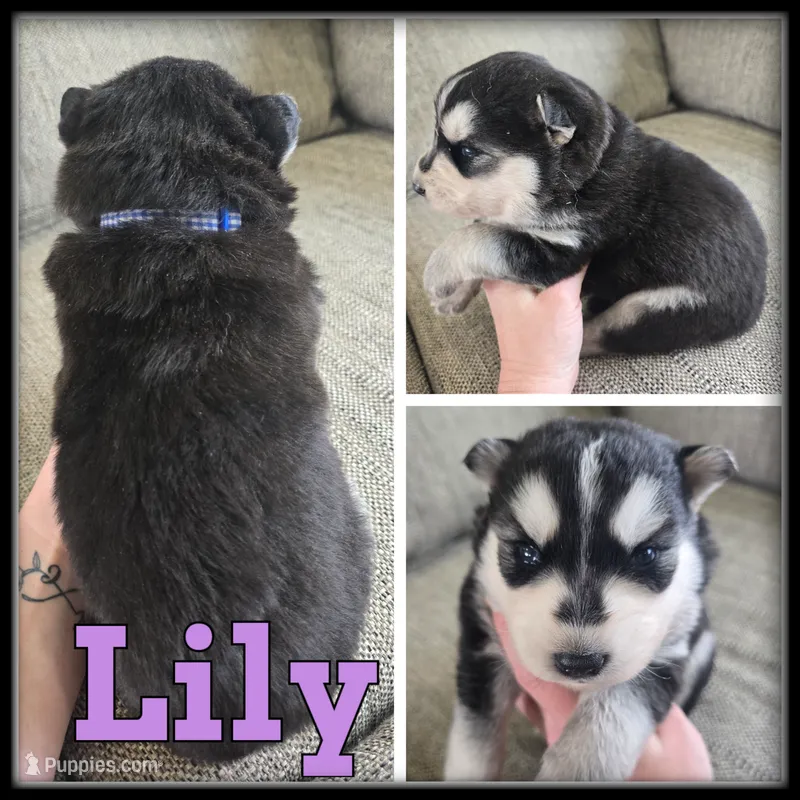 Lily – Siberian Husky puppy for sale in Breckenridge, MI