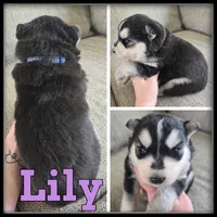 Lily, a female Siberian Husky for sale in Breckenridge, MI – 6 of 7