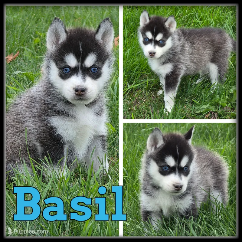 Basil – Siberian Husky puppy for sale in Breckenridge, MI