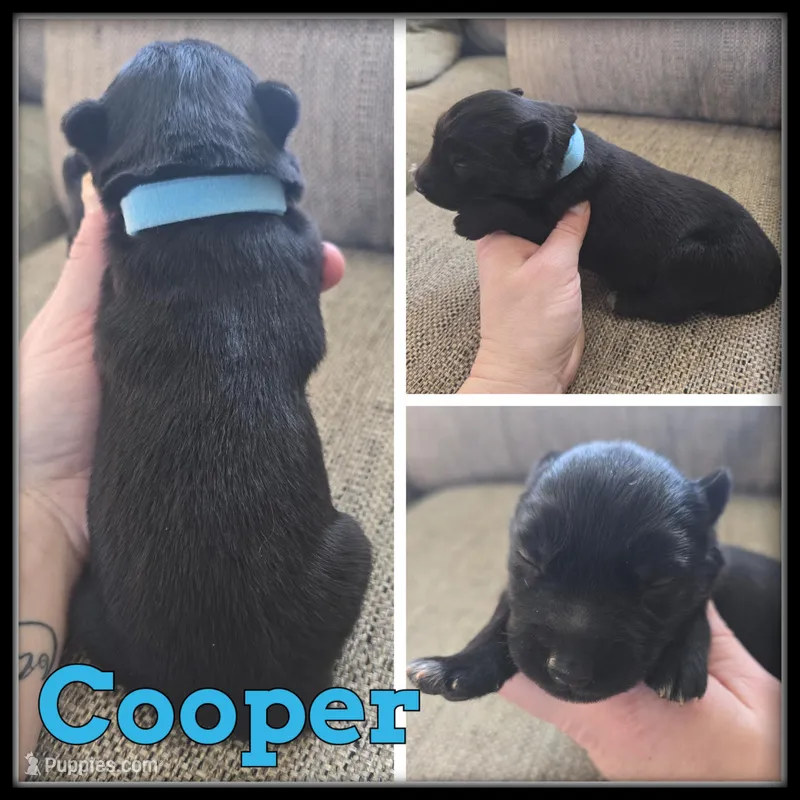 Cooper, a male Siberian Husky for sale in Breckenridge, MI – Photo 1 of 1