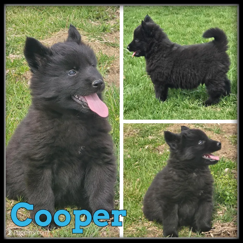 Cooper – Siberian Husky puppy for sale in Breckenridge, MI