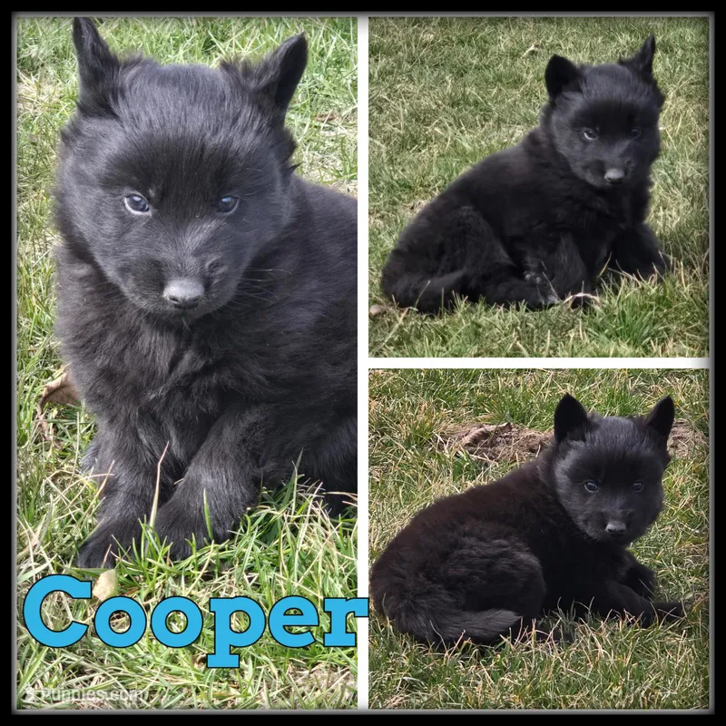 Cooper – Siberian Husky puppy for sale in Breckenridge, MI