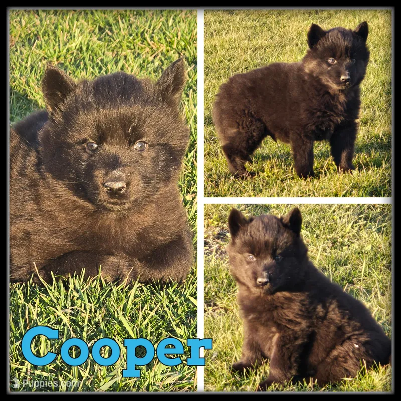 Cooper – Siberian Husky puppy for sale in Breckenridge, MI