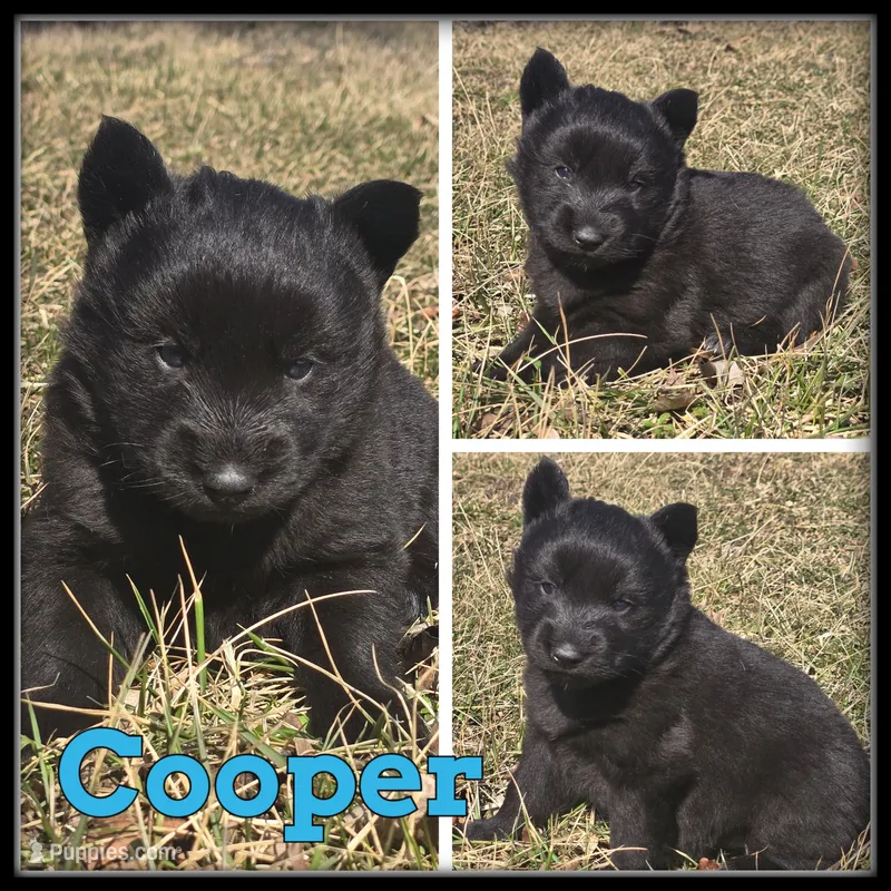 Cooper – Siberian Husky puppy for sale in Breckenridge, MI