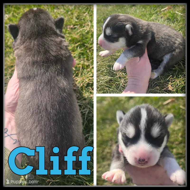 Cliff  – Siberian Husky puppy for sale in Breckenridge, MI