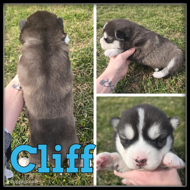 Cliff  – Siberian Husky puppy for sale in Breckenridge, MI