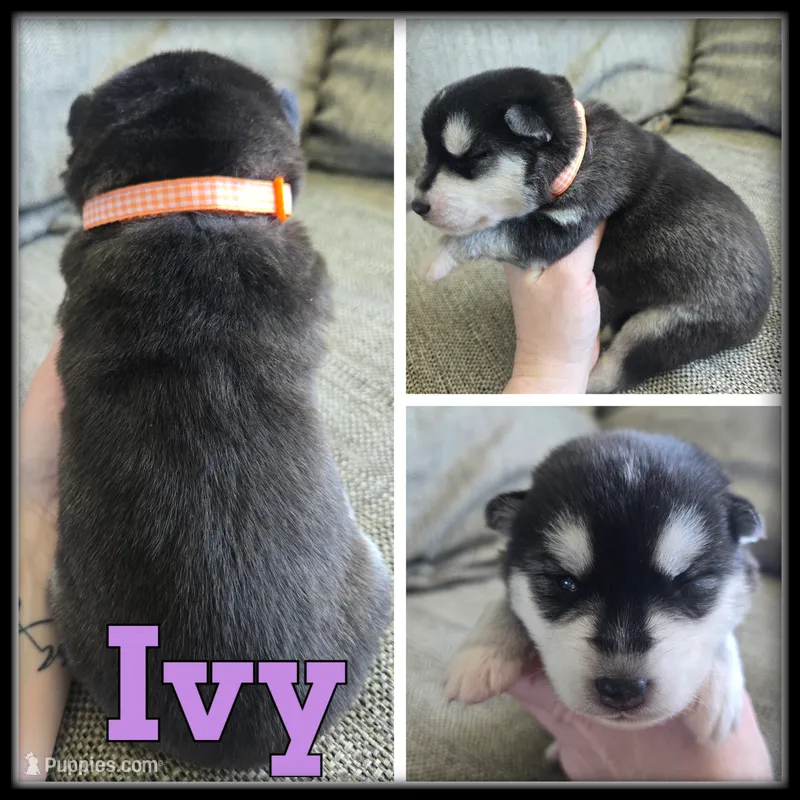 Ivy – Siberian Husky puppy for sale in Breckenridge, MI