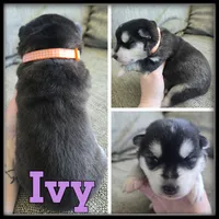 Ivy, a female Siberian Husky for sale in Breckenridge, MI – 1 of 1