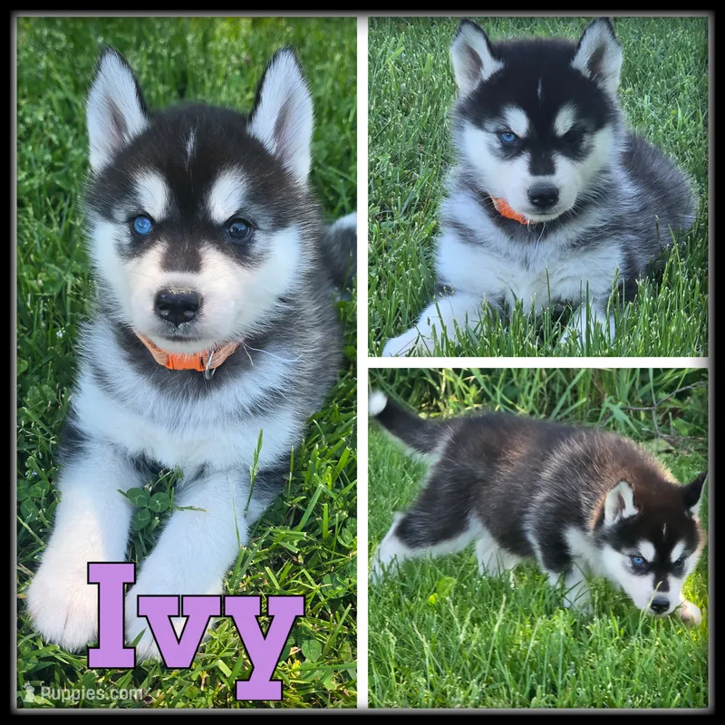 Ivy – Siberian Husky puppy for sale in Breckenridge, MI