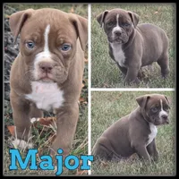 Major, a male Olde English Bulldogge for sale in Breckenridge, MI – 5 of 7