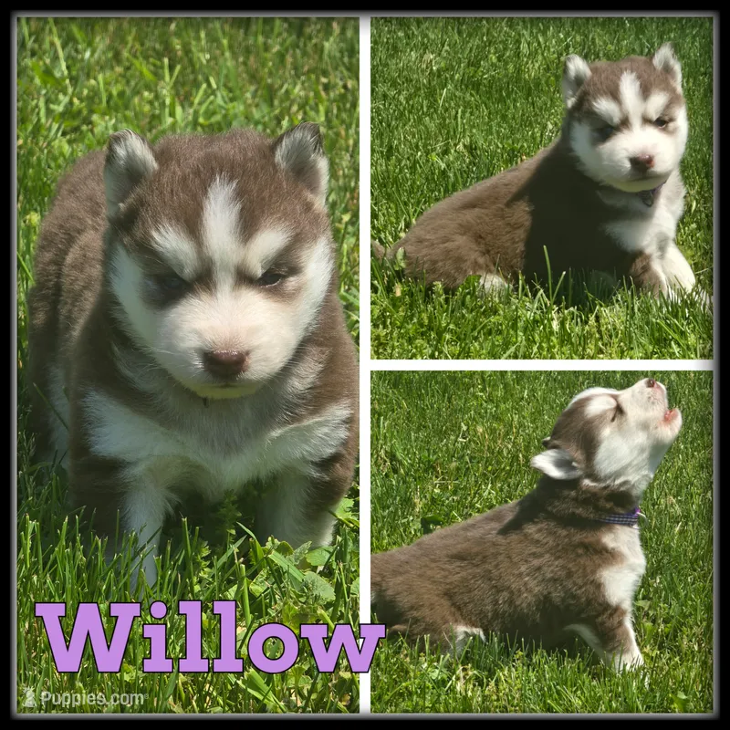 Willow – Siberian Husky puppy for sale in Breckenridge, MI