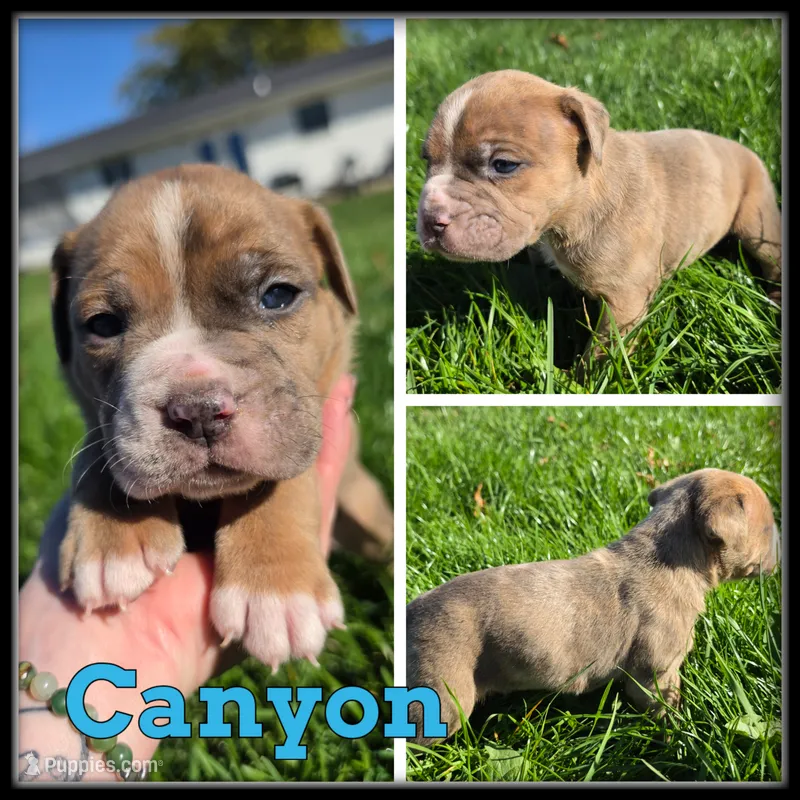 Canyon – Olde English Bulldogge puppy for sale in Breckenridge, MI