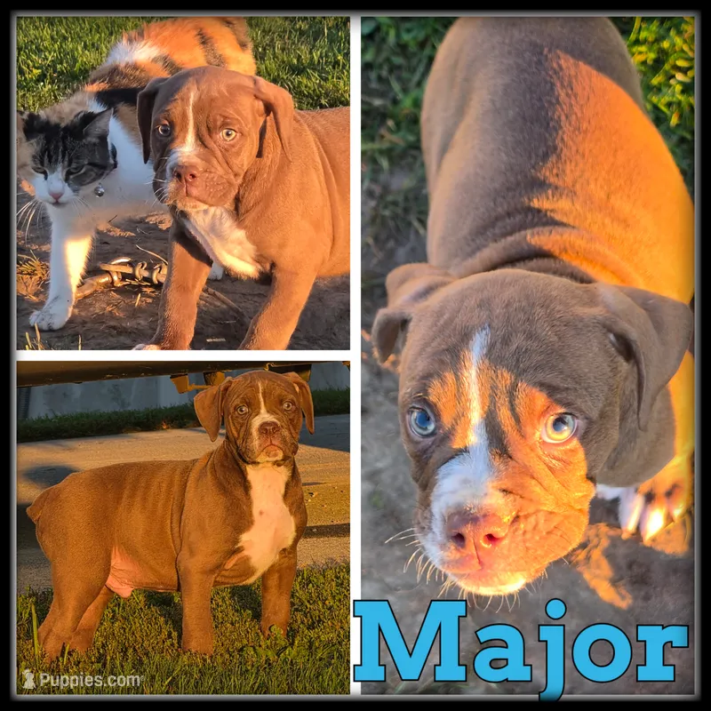 Major – Olde English Bulldogge puppy for sale in Breckenridge, MI