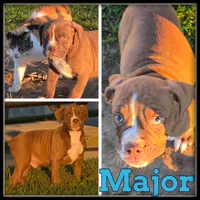 Major, a male Olde English Bulldogge for sale in Breckenridge, MI – 1 of 7