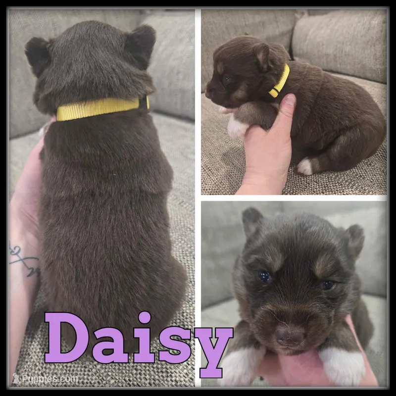 Daisy – Siberian Husky puppy for sale in Breckenridge, MI