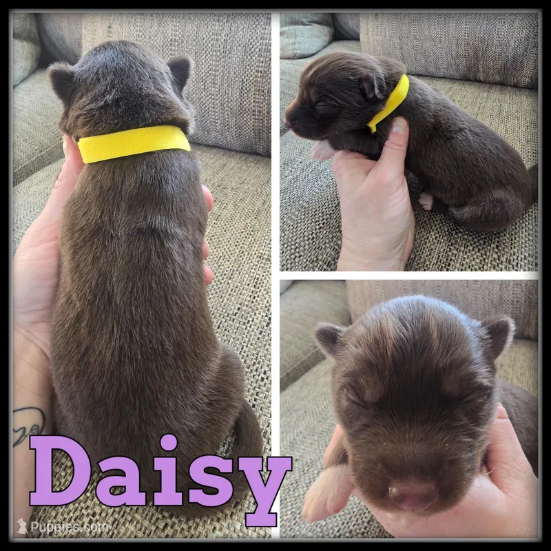 Daisy, a female Siberian Husky for sale in Breckenridge, MI – Photo 1 of 1