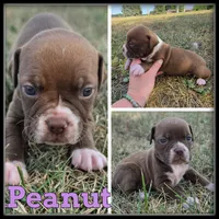 Peanut, a female Olde English Bulldogge for sale in Breckenridge, MI – 6 of 7