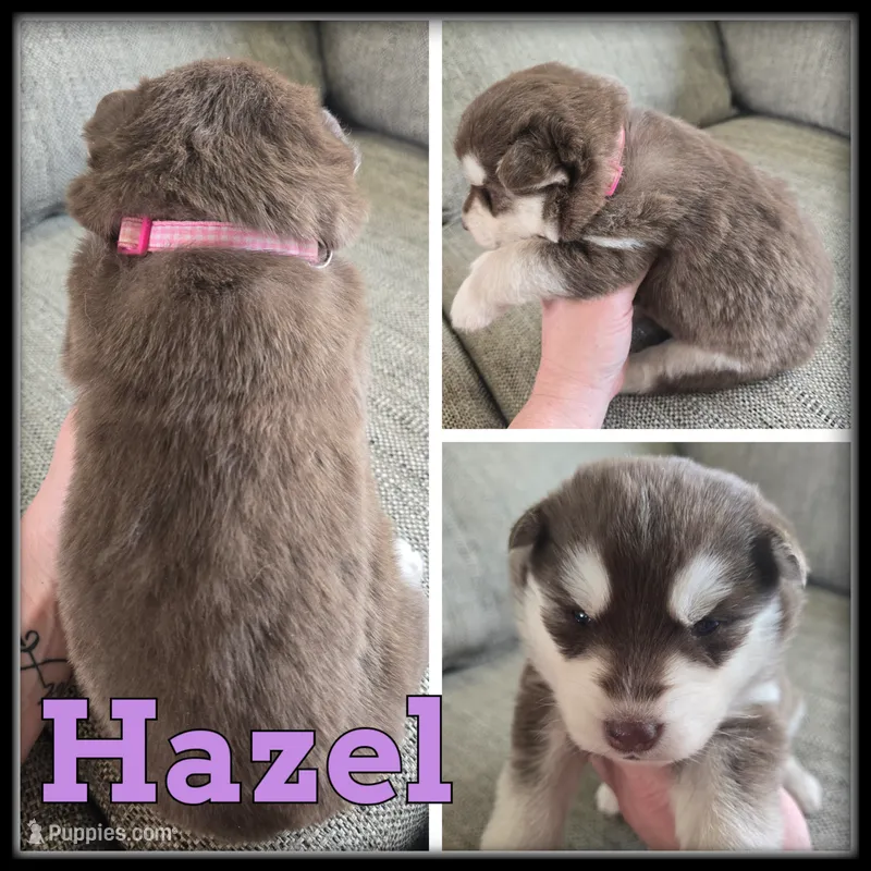 Hazel – Siberian Husky puppy for sale in Breckenridge, MI