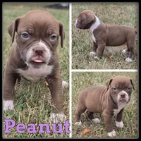Peanut, a female Olde English Bulldogge for sale in Breckenridge, MI – 3 of 7