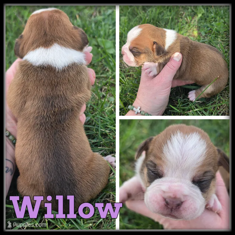 Willow – Olde English Bulldogge puppy for sale in Breckenridge, MI