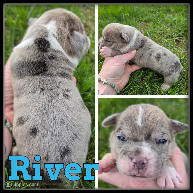 River – Olde English Bulldogge puppy for sale in Breckenridge, MI