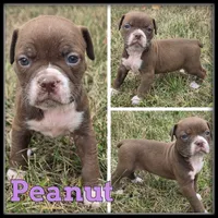 Peanut, a female Olde English Bulldogge for sale in Breckenridge, MI – 7 of 7