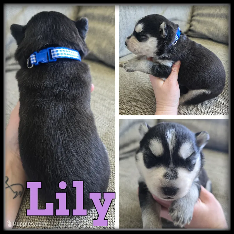 Lily – Siberian Husky puppy for sale in Breckenridge, MI