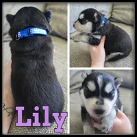 Lily, a female Siberian Husky for sale in Breckenridge, MI – 1 of 1