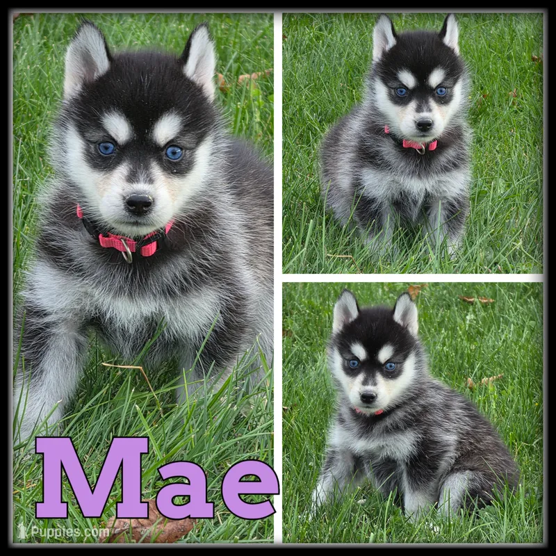 Mae – Siberian Husky puppy for sale in Breckenridge, MI