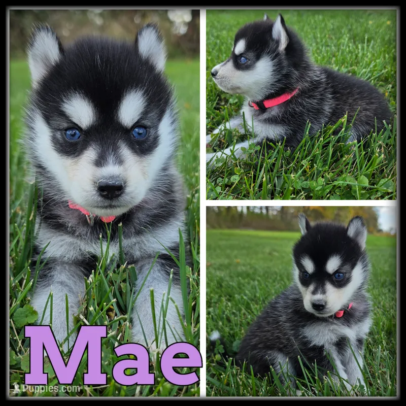Mae – Siberian Husky puppy for sale in Breckenridge, MI