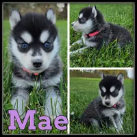 Mae, a female Siberian Husky for sale in Breckenridge, MI – 1 of 2