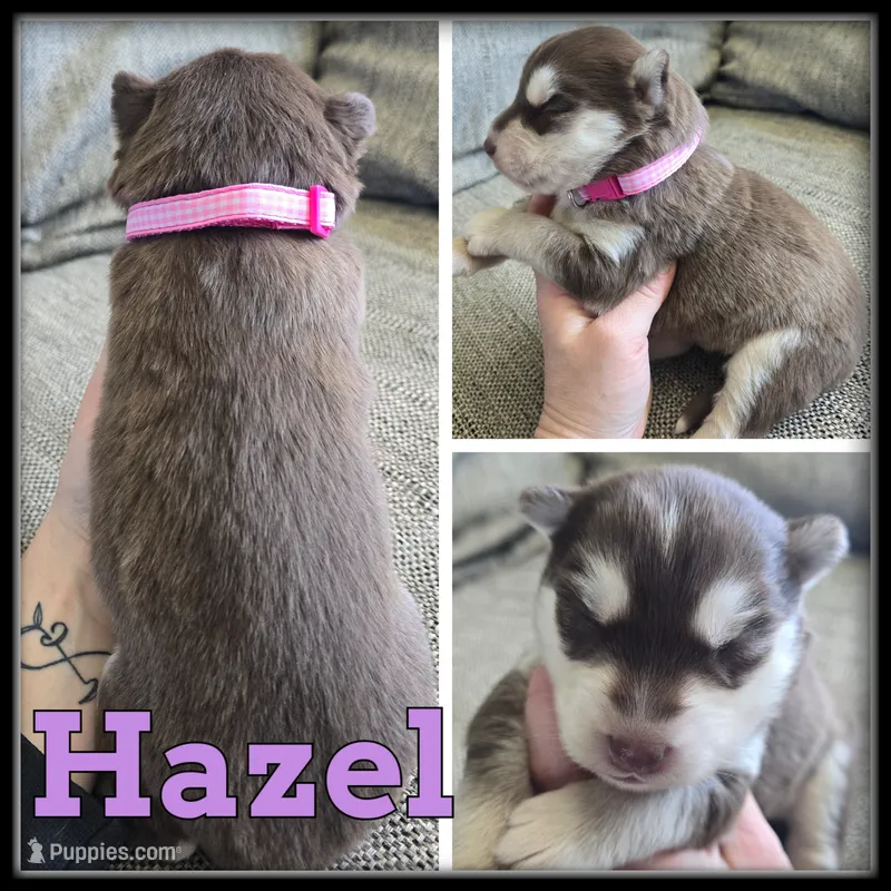 Hazel – Siberian Husky puppy for sale in Breckenridge, MI