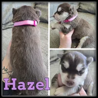Hazel, a female Siberian Husky for sale in Breckenridge, MI – 1 of 1