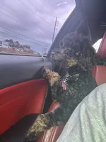 Nova, a  Poodle - Toy  for sale in Warner Robins, GA – 2 of 2