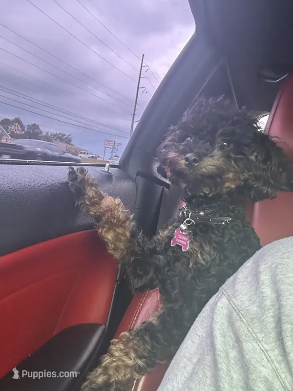 Nova – Poodle - Toy  puppy for sale in Warner Robins, GA