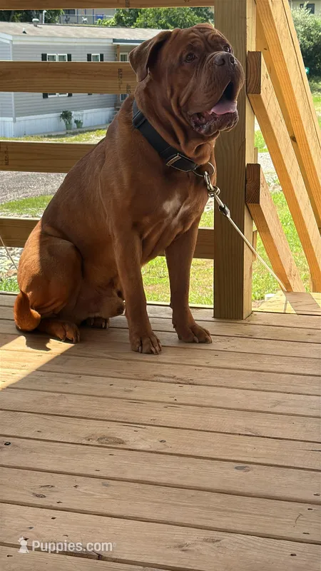 Beasley  – Dogue de Bordeaux puppy for sale in Ripley, WV