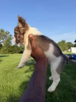 Gizmo, a male French Bulldog for sale in Fort Wayne, IN – 5 of 6