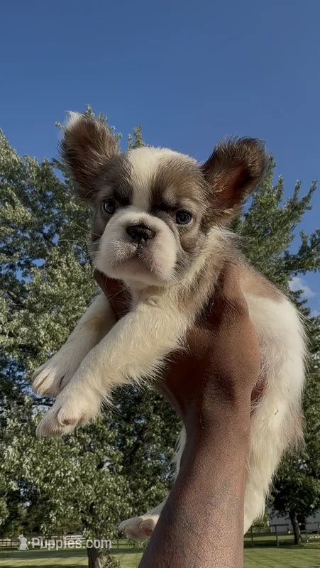 Gizmo – French Bulldog puppy for sale in Fort Wayne, IN