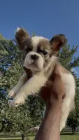 Gizmo, a male French Bulldog for sale in Fort Wayne, IN – 1 of 6