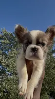 Gizmo, a male French Bulldog for sale in Fort Wayne, IN – 4 of 6