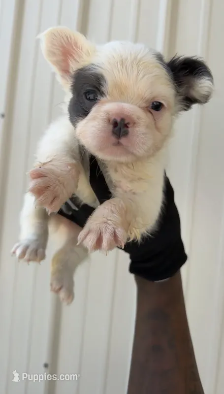 Snow – French Bulldog puppy for sale in Fort Wayne, IN