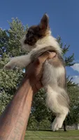 Gizmo, a male French Bulldog for sale in Fort Wayne, IN – 2 of 6