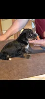 Buckeye , a female Yorkipoo and Yorkshire Terrier for sale in Bowling Green, OH – 3 of 3