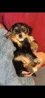 Buckeye, a male Yorkipoo and Yorkshire Terrier for sale in Bowling Green, OH – 5 of 5